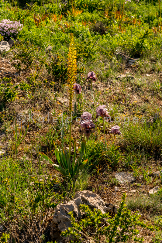 Al Arz;Iris;Iris Cedreti;Kaleidos;Kaleidos images;Liban;Moyen Orient;Proche Orient;Tarek Charara;Fleurs;Endémiques;En voie de disparition;Espèces endémiques;Espèces menacées d'extinction